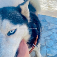 siberian-husky-alsatian-peshawar-3