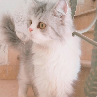 female-persian-tripple-coated-cat-persian-cats-lahore-3