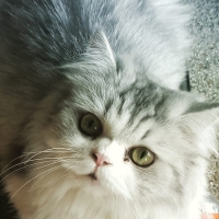 female-persian-tripple-coated-cat-persian-cats-lahore-2