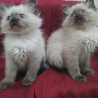 chocolate-point-himalayan-kittens-himalayan-lahore-4