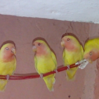 2-pairs-of-love-birds-for-sale-lovebirds-lahore