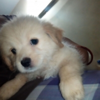 toy-breed-poodle-puppies-for-sale-poodle-karachi-1