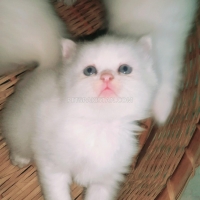 parsian-kitten-triple-coated-persian-cats-lahore-3