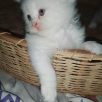 parsian-kitten-triple-coated-persian-cats-lahore-4