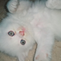 parsian-kitten-triple-coated-persian-cats-lahore-2