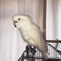 umbrella-cockatoo-male-parrot-friendly-cockatoos-karachi-2