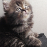 male-persian-kitten-persian-cats-islamabad-2