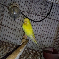 exhibition-red-eye-female-australian-budgies-rawalpindi-5