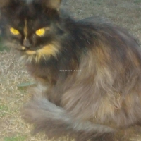 female-persian-punch-face-cat-persian-cats-peshawar-2