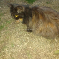 female-persian-punch-face-cat-persian-cats-peshawar-3