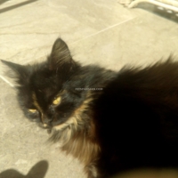 female-persian-punch-face-cat-persian-cats-peshawar-4