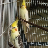 beautiful-cockatiel-parrots-with-cage-for-sale-in-lahore-cockatiel-parrots-lahore
