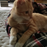 ginger-tabby-cat-american-shorthairs-islamabad-4