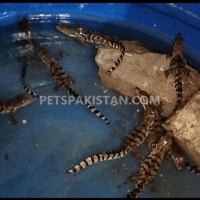crocodile-babies-pair-for-sale-crocodile-karachi-1