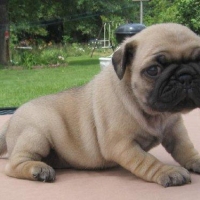 cute-and-healthy-pug-puppy-pug-abdul-hakim-2