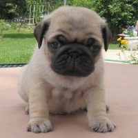 cute-and-healthy-pug-puppy-pug-abdul-hakim-3