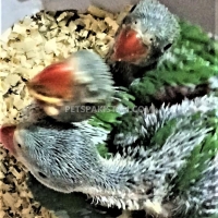 raw-alexandrine-chicks-for-sale-toba-tek-singh-alexandrine-parrot-toba-tek-singh-3