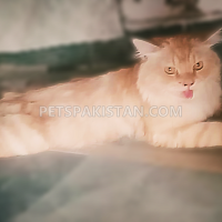 persian-cat-double-coated-golden-eyed-beautiful-cat-persian-cats-multan-3