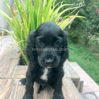 cocker-spaniel-male-pup-for-sale-cocker-spaniel-lahore-2