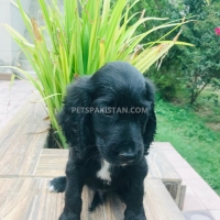 cocker-spaniel-male-pup-for-sale-cocker-spaniel-lahore-3