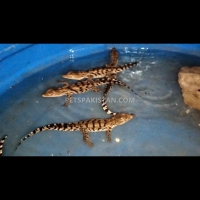 crocodile-babies-pair-for-sale-crocodile-karachi-4