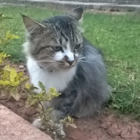 american-longhaired-cat-american-longhaired-rawalpindi-8