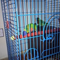 a-rainbow-lorikeet-pair-with-cage-rainbow-lorikeet-karachi-4