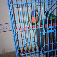 a-rainbow-lorikeet-pair-with-cage-rainbow-lorikeet-karachi-3