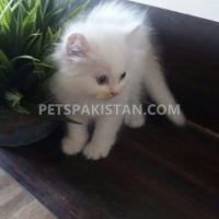 persian-male-kitten-for-sale-persian-cats-karachi-2