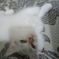 persian-male-kitten-for-sale-persian-cats-karachi-3