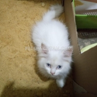 persian-male-kitten-for-sale-persian-cats-karachi-4