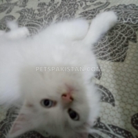 persian-male-kitten-for-sale-persian-cats-karachi-6