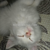 persian-male-kitten-for-sale-persian-cats-karachi-5