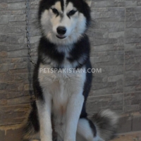 siberian-husky-1-year-old-male-other-rawalpindi-2