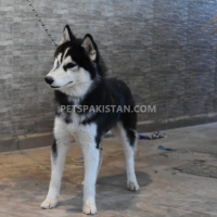 siberian-husky-1-year-old-male-other-rawalpindi-3