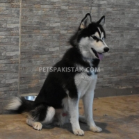 siberian-husky-1-year-old-male-other-rawalpindi-6