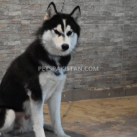 siberian-husky-1-year-old-male-other-rawalpindi-7