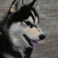 siberian-husky-1-year-old-male-other-rawalpindi-5