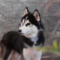 siberian-husky-1-year-old-male-other-rawalpindi-4