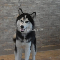 siberian-husky-1-year-old-male-other-rawalpindi-8