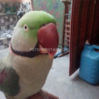 raw-alexander-parrot-alexandrine-parrot-karachi-5