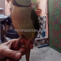 raw-alexander-parrot-alexandrine-parrot-karachi-4