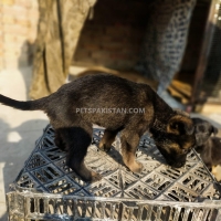 belgium-malinois-with-german-malinois-puppies-available-in-cheap-price-belgian-shepherd-multan-12