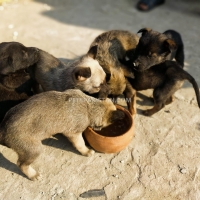 belgium-malinois-with-german-malinois-puppies-available-in-cheap-price-belgian-shepherd-multan-14