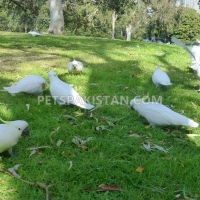 tame-healthy-parrots-african-grey-cokatoos-and-fertile-eggs-for-sale-eclectus-parrots-abbottabad-2