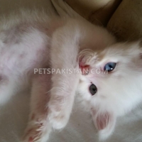 2-persian-kittens-persian-cats-karachi-2