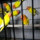 lutino-personata-lovebirds-hyderabad-3