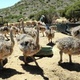 parrot-chicks-ostrich-chicks-and-100-fresh-fertile-eggs-for-sale-www-islandaviary-com-african-grey-parrot-islamabad-4