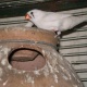 finches-for-sale-in-pkistan-king-finch-karachi-3