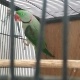 raw-breeder-male-alexandrine-parrot-lahore-2